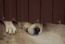 Собака застряла в заборе в Уральске (ВИДЕО)