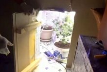 Потайную комнату с марихуаной и оружием нашли в Кандыагаше (ВИДЕО)