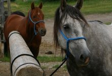 Мужчина заработал на продаже лошадей почти 6 миллионов тенге: его ищет полиция