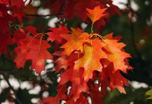 Какой будет осень 2025 в Казахстане