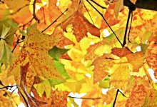 По-осеннему прохладно станет в Астане и Алматы