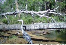 Серую цаплю зафиксировала фотоловушка в Бурабае