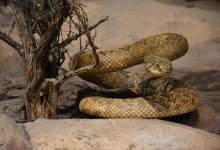 О ядовитых змеях в нацпарке “Бурабай” предупредили казахстанцев