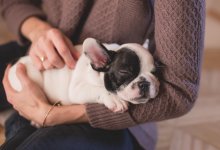 Собака погибла после перелета рейсом Air Astana: владельцы обвиняют авиакомпанию