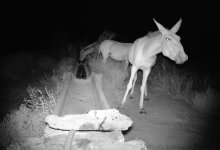 Краснокнижных куланов засняли фотоловушки в Балхаше