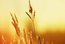 Жару до 38 градусов обещают жителям Шымкента