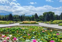 Ограждения для защиты лебедей и карпов появятся в ботсаду Алматы