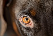 Собаки вырвали ухо, порвали лицо: мать ребенка требует справедливости в Алматинской области