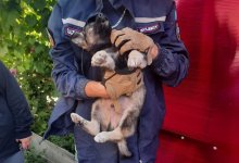 Собака застряла под капотом авто в Усть-Каменогорске (ВИДЕО)