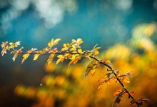 До 36 градусов прогреется воздух в Алматы и Шымкенте