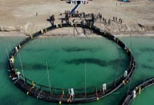 Проект по развитию морской аквакультуры начался в Мангистауской области