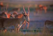 Информацию о тушах сайгаков в Костанайской области прокомментировали в Минэкологии