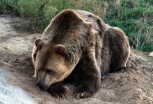 Следы медведя встревожили сельчан в СКО (ВИДЕО)