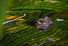 Женщина смогла отбиться от огромного аллигатора