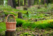 Женщина ушла за грибами и заблудилась в лесу ВКО