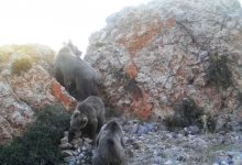 В фотоловушки попали редкие животные, занесенные в Красную книгу Казахстана (ВИДЕО)