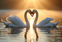 Танец пары лебедей засняли на видео в Астане