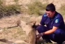 Патрульный помог ослабевшему жеребенку в Атырауской области