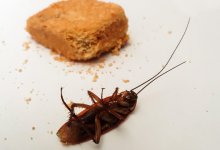 Тараканы среди еды: в детсаду Талдыкоргана разгорается скандал