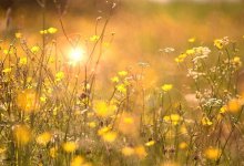 Жара до 34 градусов накроет Шымкент