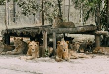 Львы растерзали смотрителя зоопарка в Таиланде