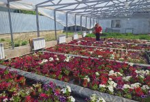 Десятки видов цветов выращивают предприниматели Шелека благодаря поддержке партии AMANAT