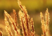 Жаркая погода до 32 градусов сохранится в Шымкенте