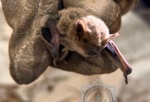 Спасатели пришли на помощь летучей мышке в Атырау