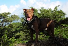 Американская пенсионерка зубами вцепилась в питбуля и спасла своего пса