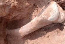 Кость мамонта нашли в Северо-Казахстанской области