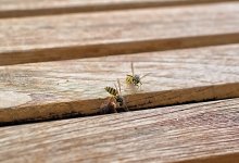 Тысяча укусов на двоих: дети погибли после нападения роя ос в Китае