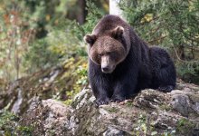 Медведь раскопал могилы и съел останки усопших