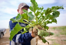 Современные системы водосбережения как фундамент устойчивого сельского хозяйства