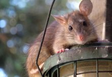 Крысы терроризируют жителей Актау (ВИДЕО)