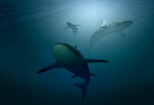 Египетские пляжи массово закрываются из-за нашествия акул