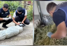 Пенсионера задержали с 96 килограммами наркотиков в Жамбылской области