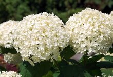 Ботанический сад Астаны обратился к горожанам