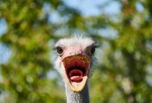 Китаец верхом на страусе стал звездой в интернете