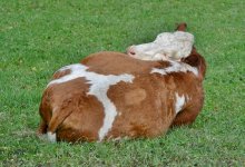 Пахнет гнилью изнутри: скот гибнет в Атырауской области