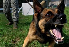 Компенсацию в 95 тыс. тенге за укус собаки получила жительница Костаная