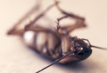 Квартира с клопами довела жителей Актау до слез