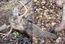 Браконьеры застрелили лося в Карагандинской области