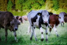 Цианиды не обнаружены: эксперты ищут причину падежа скота в ВКО