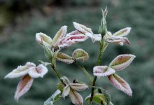 Пыльную бурю и заморозки прогнозируют синоптики в Казахстане 26 сентября