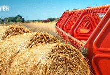 Сбор сена: как развивается старое ремесло в современном мире