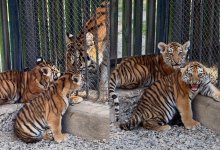 Тигрята родились в зоопарке Алматы (ВИДЕО)