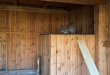 Рысь подралась с дворовой кошкой в Акмолинской области (ВИДЕО)