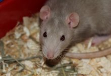 Крыса отгрызла ухо ребенка во Франции