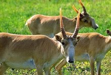 Мясо животного из Красной книги появилось в продаже в Атырау