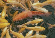 Порнографию с рыбой хранил у себя мужчина